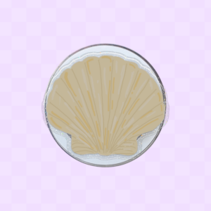 Yellow shell